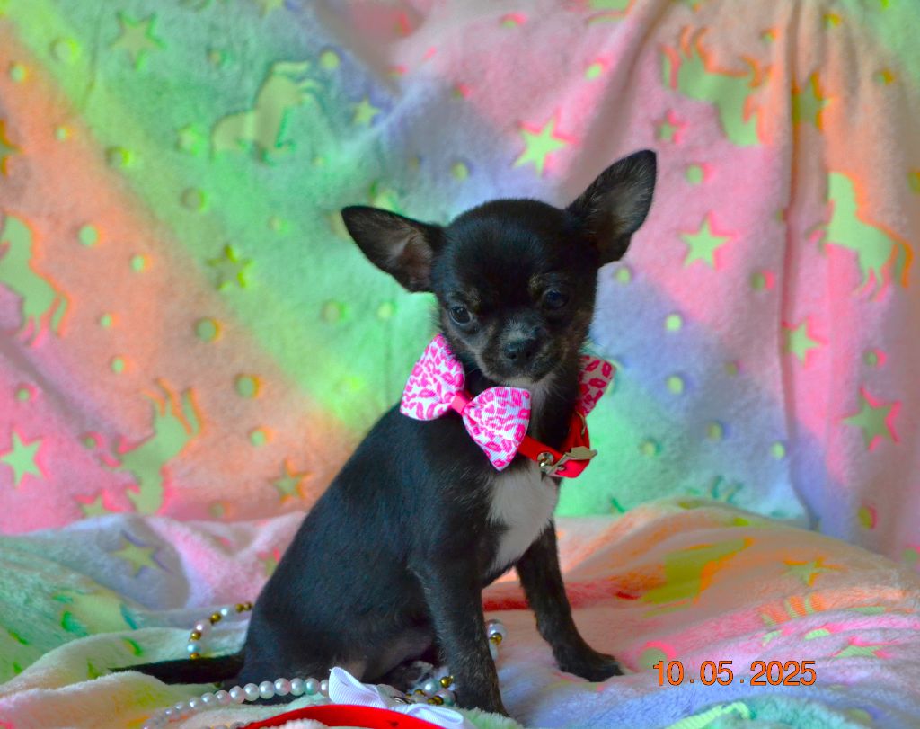 Frenchelegance - Chiots disponibles - Chihuahua