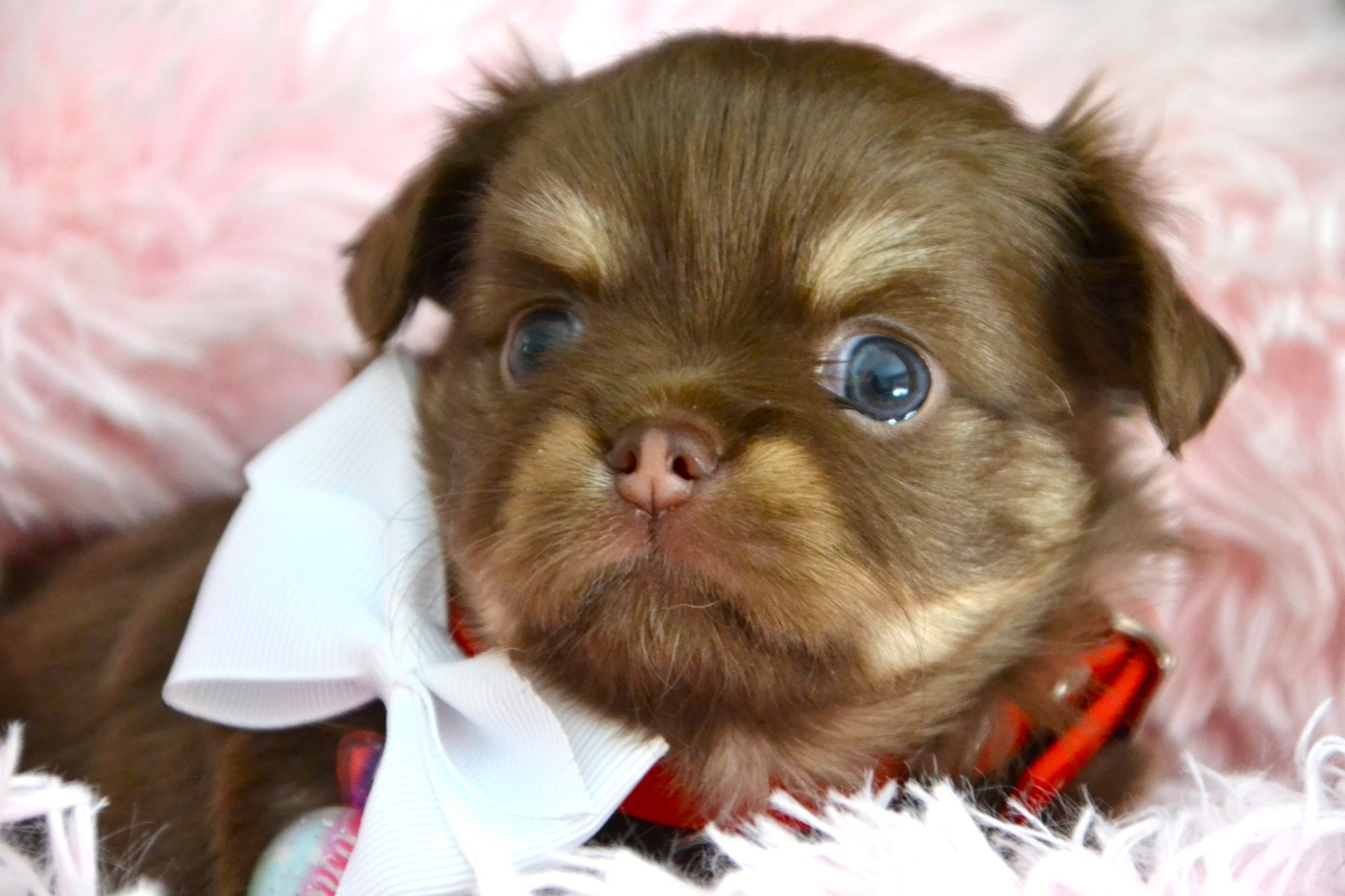 Frenchelegance - Chiots disponibles - Chihuahua