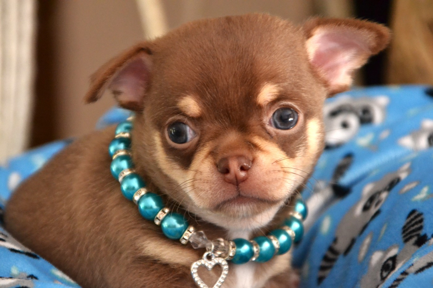 Frenchelegance - Chiots disponibles - Chihuahua
