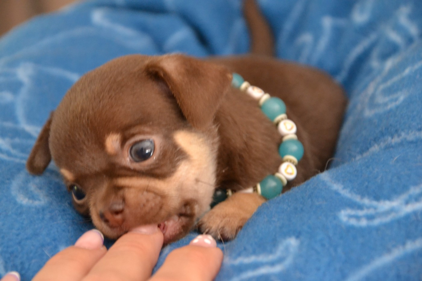 Frenchelegance - Chiots disponibles - Chihuahua