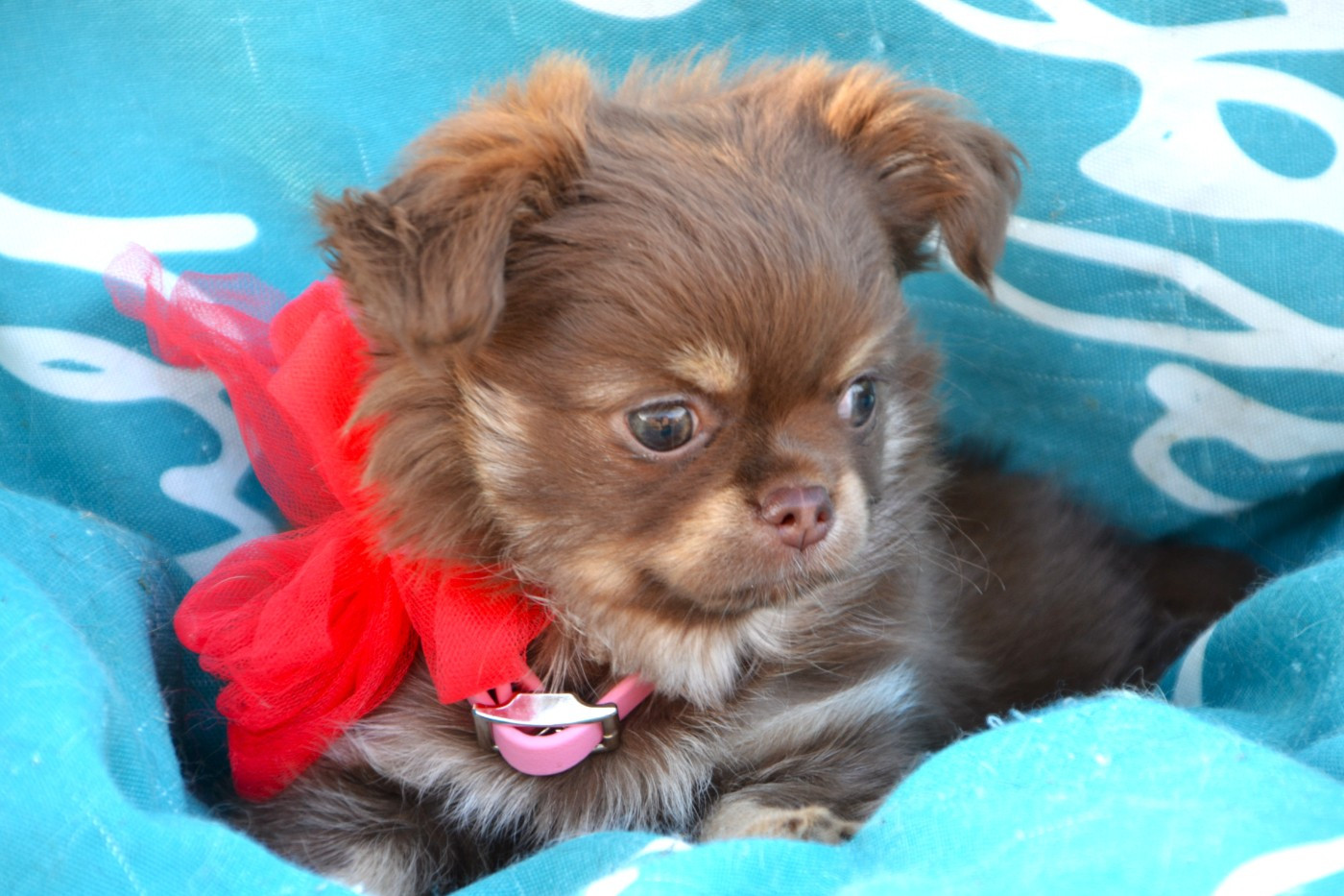Frenchelegance - Chiots disponibles - Chihuahua