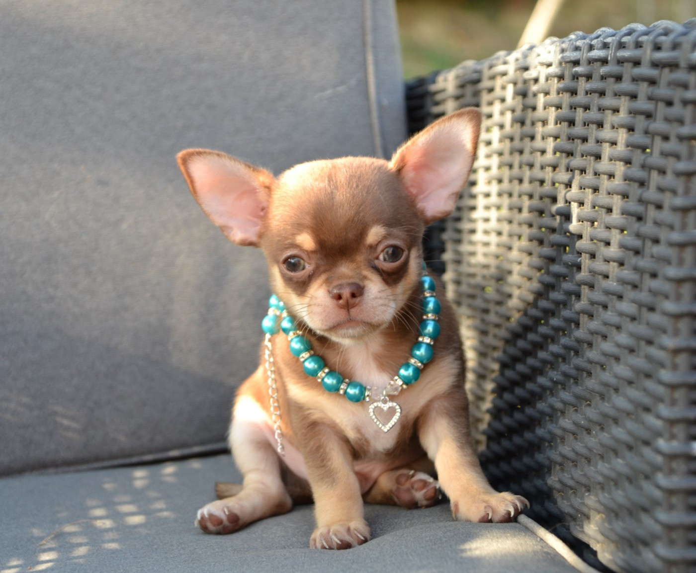 Frenchelegance - Chiots disponibles - Chihuahua
