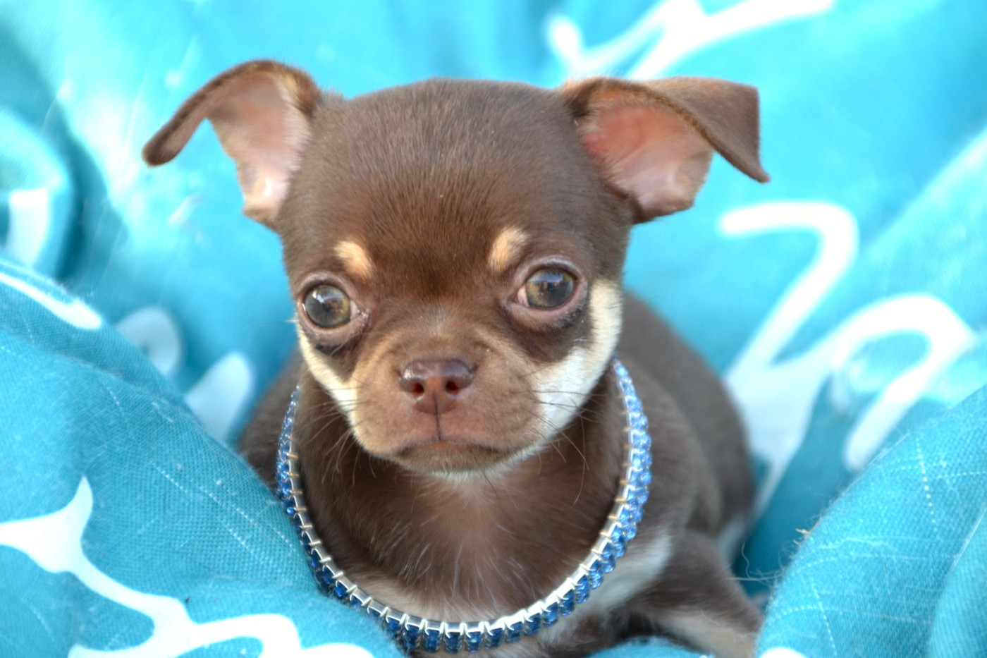 Frenchelegance - Chiots disponibles - Chihuahua