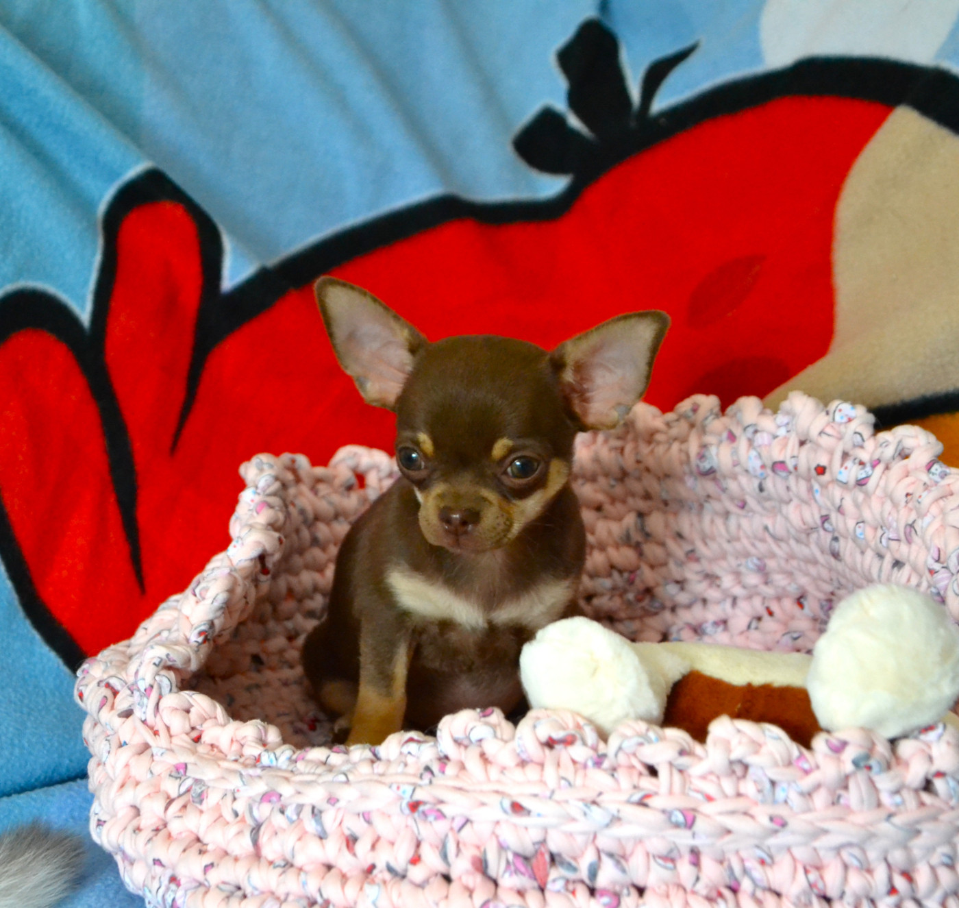 Frenchelegance - Chiots disponibles - Chihuahua