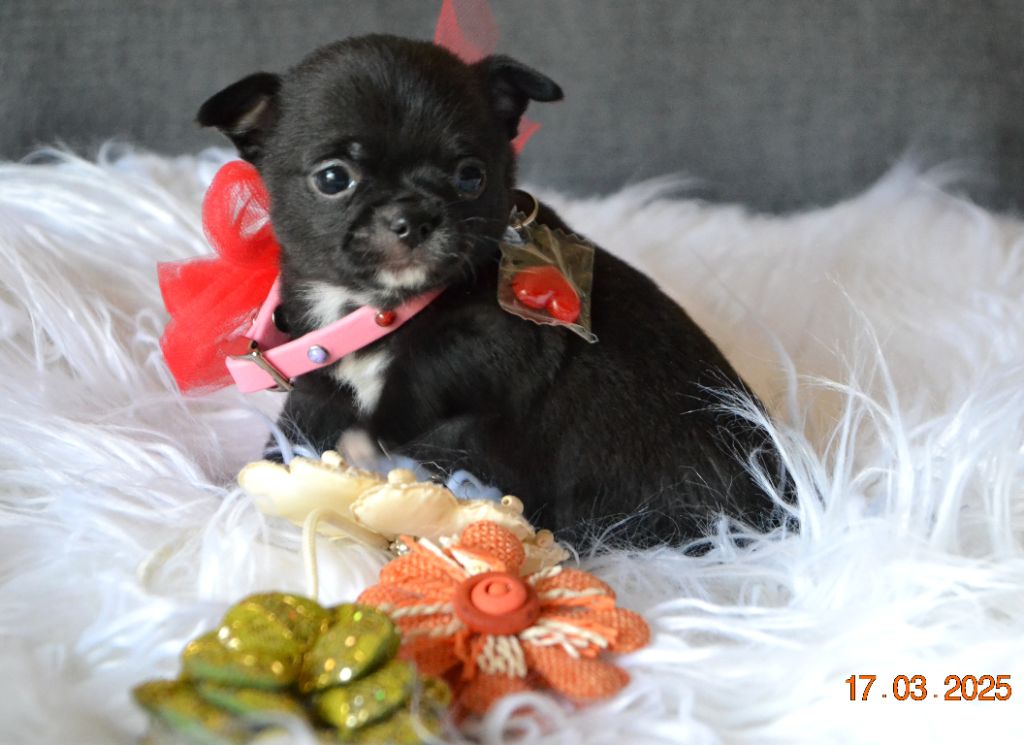 Frenchelegance - Chiots disponibles - Chihuahua