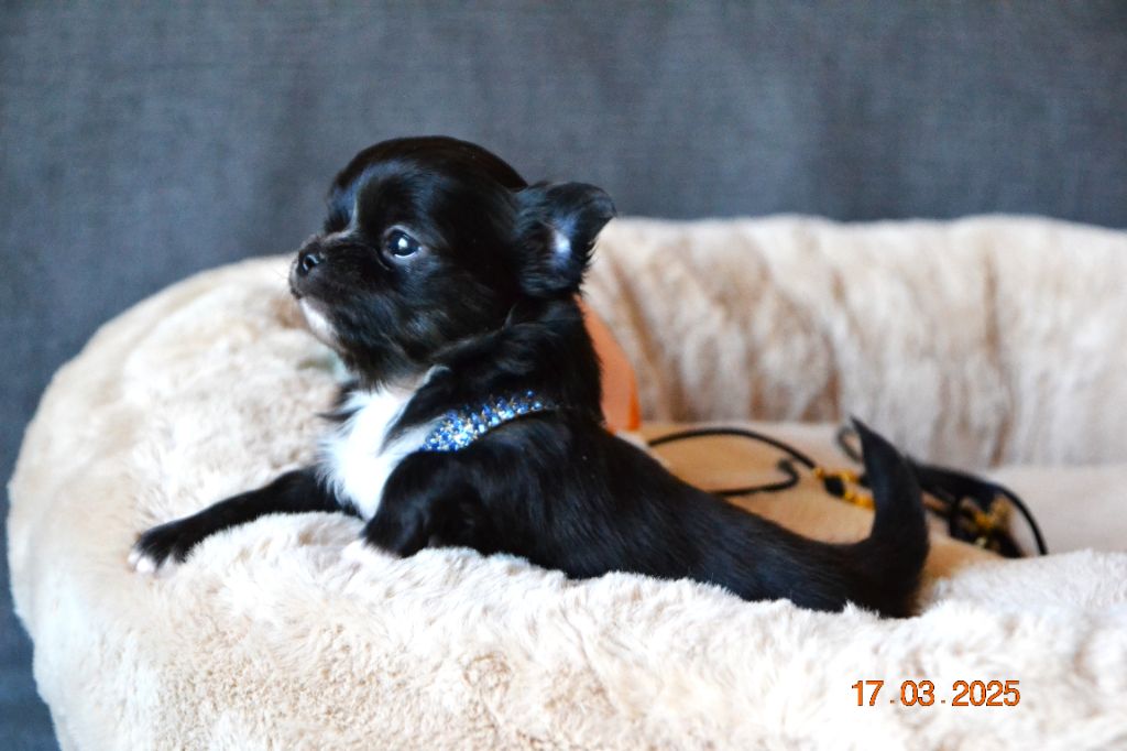 Frenchelegance - Chiots disponibles - Chihuahua