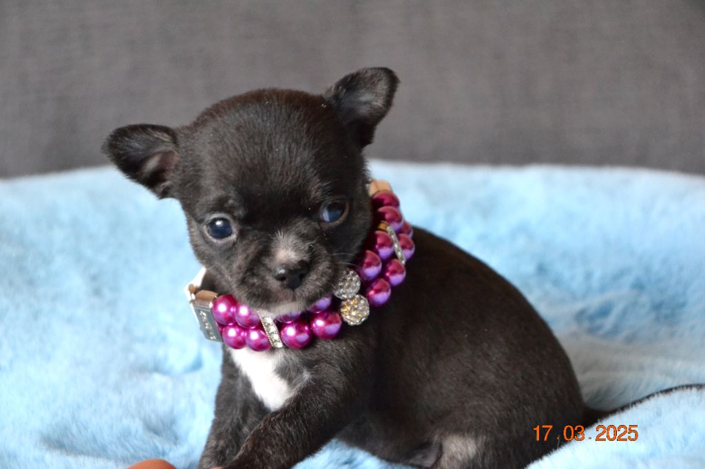 Frenchelegance - Chiots disponibles - Chihuahua