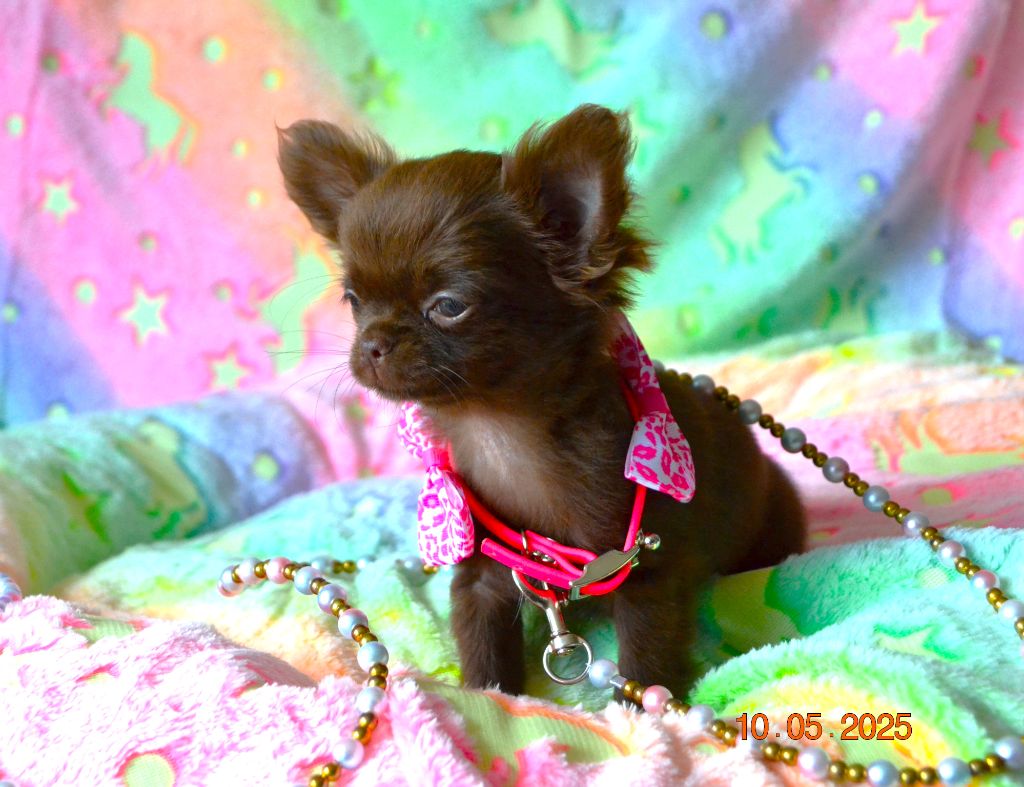 Frenchelegance - Chiots disponibles - Chihuahua